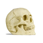  Deko Skull Mit LED-Licht